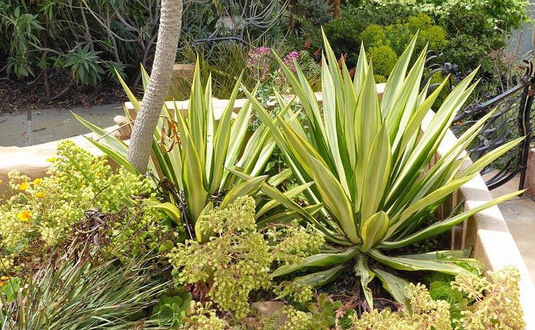 Furcraea foetida 'Mediopicta', Mauritius Hemp, Giant Cabuya, Green Aloe, Variegated succulent, drought tolerant plant